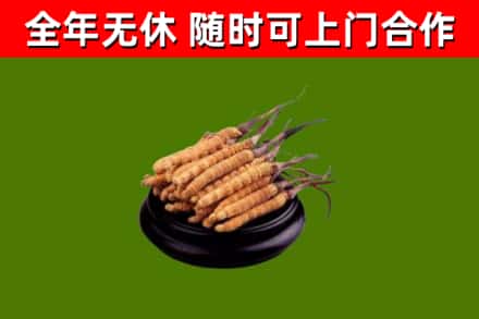 德清回收散虫草