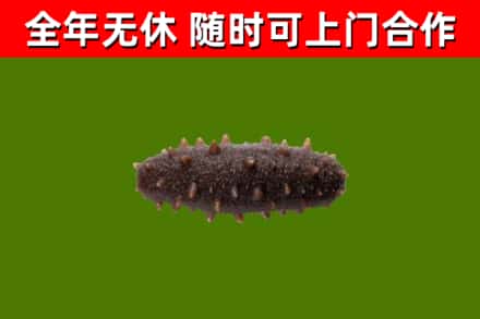 德清回收海参干
